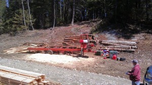 Milling hemlock trees for wood