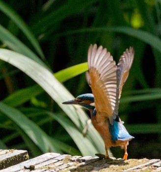 Rangdrolling Netherlands KingfisherBird