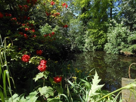 Rangdrolling Netherlands ViewFromTheHouse