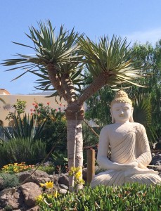 Stone Buddha and dragon tree
