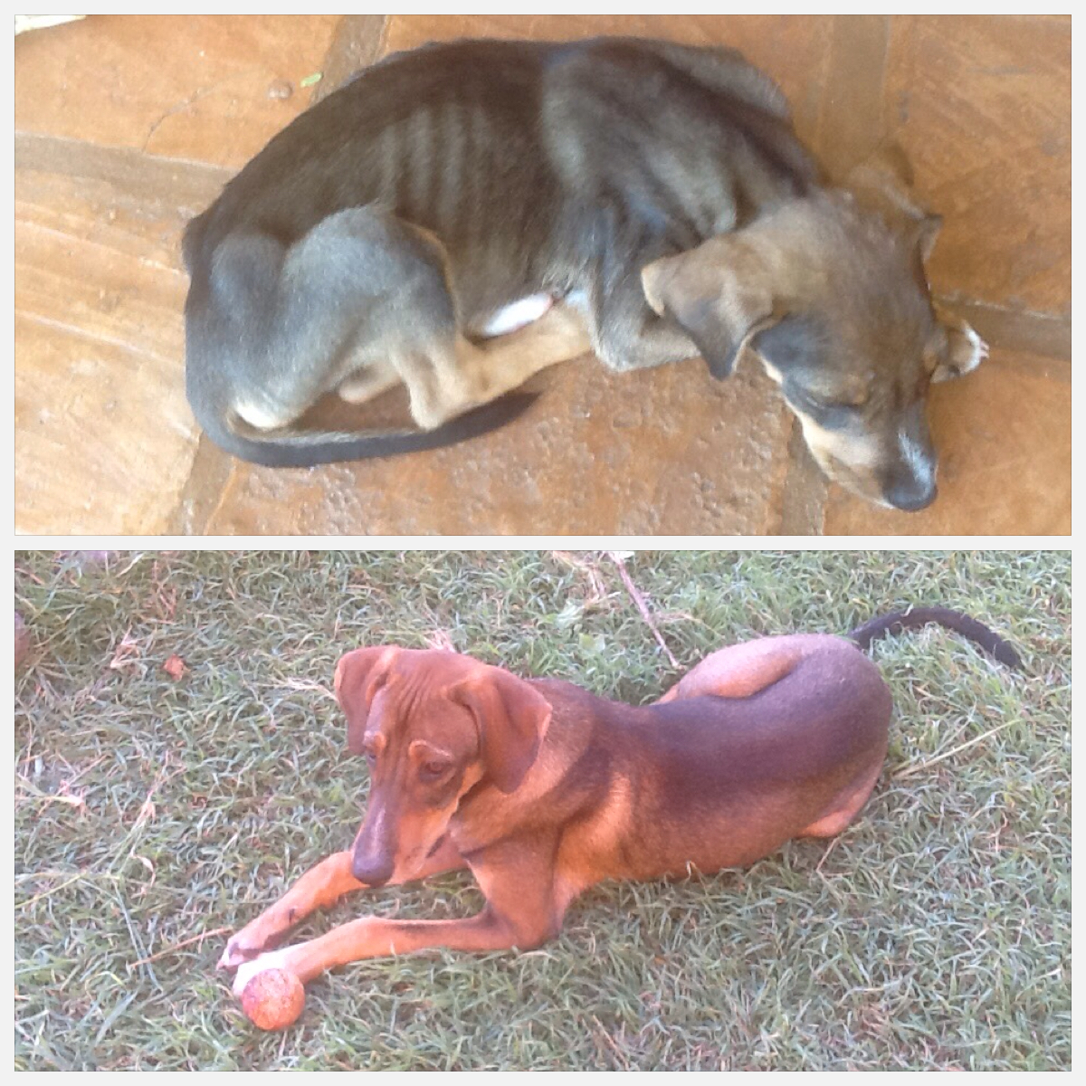 CHUNDRI. Chundri before and after being rescued. On the top picture a few days after the rescue of Masha, Chundri appeared in Tashigar Norte around Jim Smith`s house. Marina heard him crying at distance. He was full of fleas and very skinny. At the bottom you see Chundri today. He enjoys blues music and love to walk all around the Gar visiting all the residents’ dogs. When it is required, he also attends security duties.