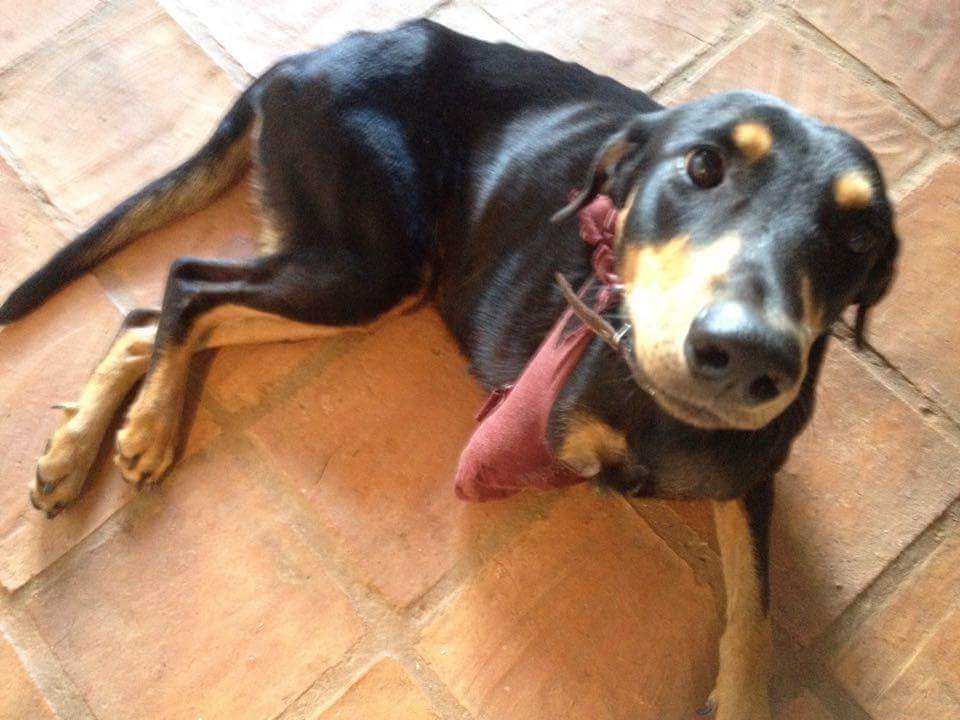 Animal Rescue Project in Tashigar North, Venezuela
