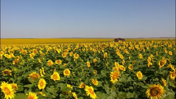 Merigar East panorama of sunflowers