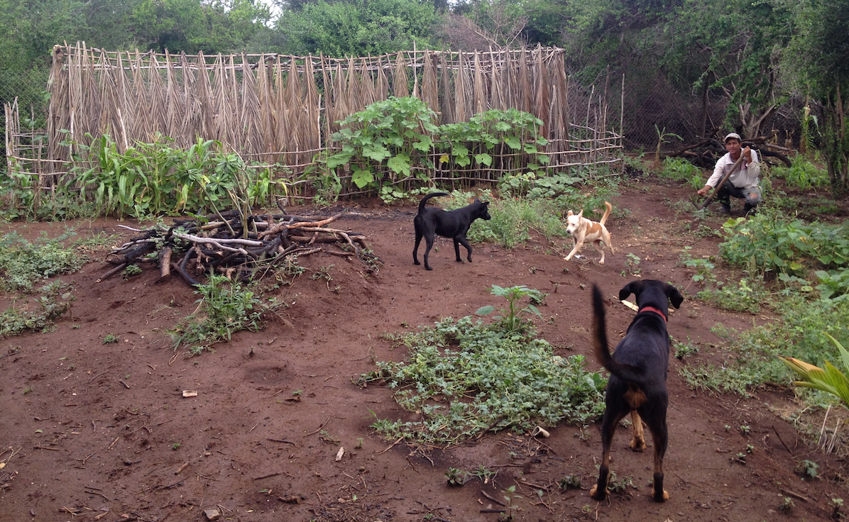 Animal Rescue Project