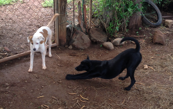 Animal Rescue Project