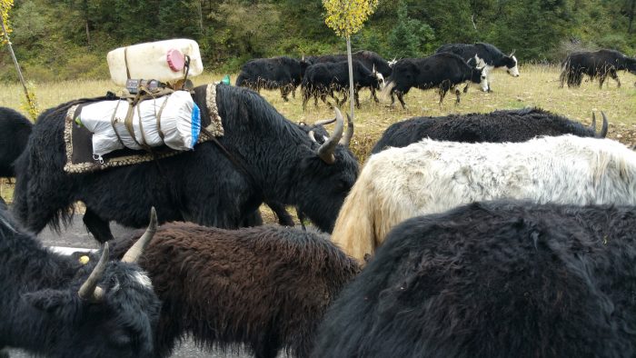 A Walk Along The Ancient Paths