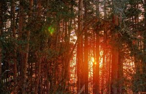 Upcoming Events at Kunsangar North Russia