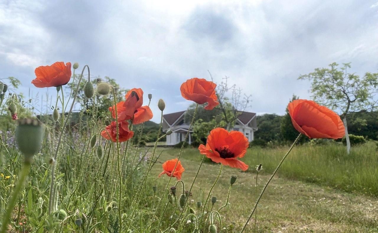 Spring-Summer Season at Kunsangar South