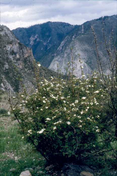 The Tibet of Chögyal Namkhai Norbu – Part 4