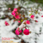 Il numero 166 di The Mirror (Eng) è online e pronto per il download