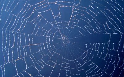 Cosa ci rende una comunità?