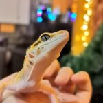 Kunsangar North on air!