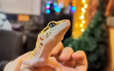 Kunsangar North on air!