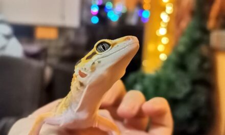 Северный Кунсангар в эфире!