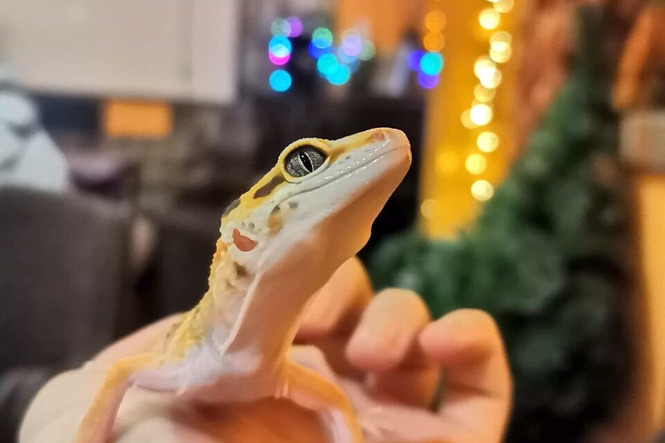 Kunsangar North on air!