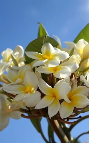 Welcome to Dzamling Gardens