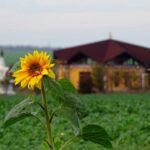 Notizie dal Merigar Est