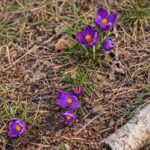 Merigar East – 20 Years. And the Truth in Between