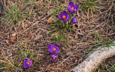 Merigar East – 20 Years. And the Truth in Between