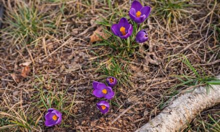 Merigar East – 20 Years. And the Truth in Between